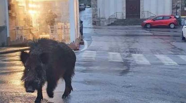 Grosseto, sempre più cinghiali vicini alle città. Gli esperti: ecco perché si spostano dai boschi