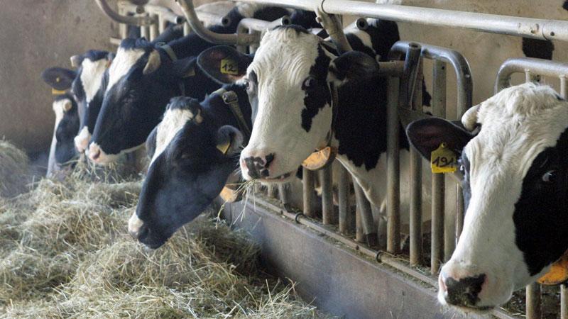 Dalle mucche latte, formaggi e gas: bando per produrre il biometano