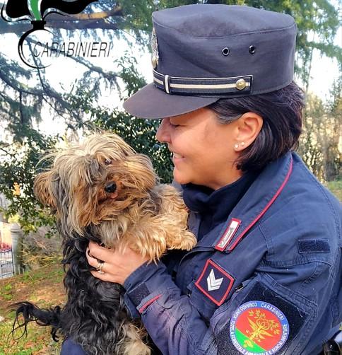 Cani meticci venduti come se fossero di razza, un allevamento nei guai
