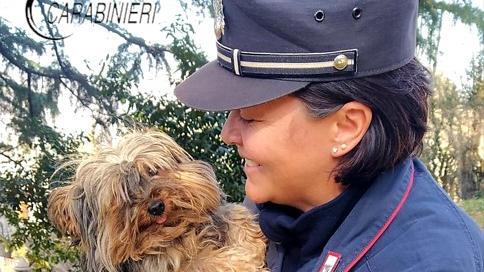 Cani meticci venduti come se fossero di razza, un allevamento nei guai