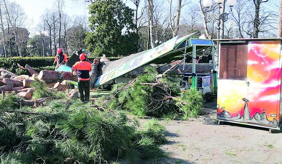Maxi appalto per il verde fiorentino: ci sarà anche un test sui pini alle Cascine