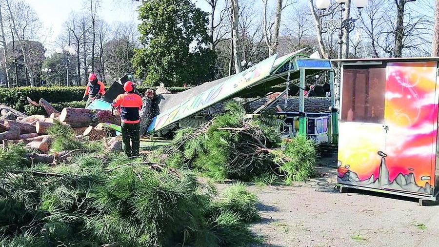 Maxi appalto per il verde fiorentino: ci sarà anche un test sui pini alle Cascine