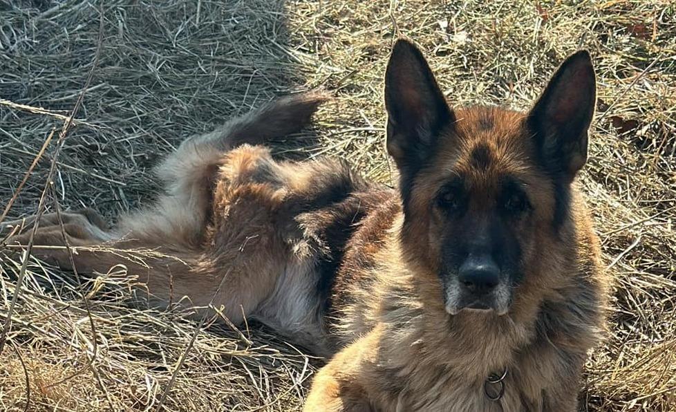 Codigoro, un cittadino: «Quel cane è in condizioni pietose»