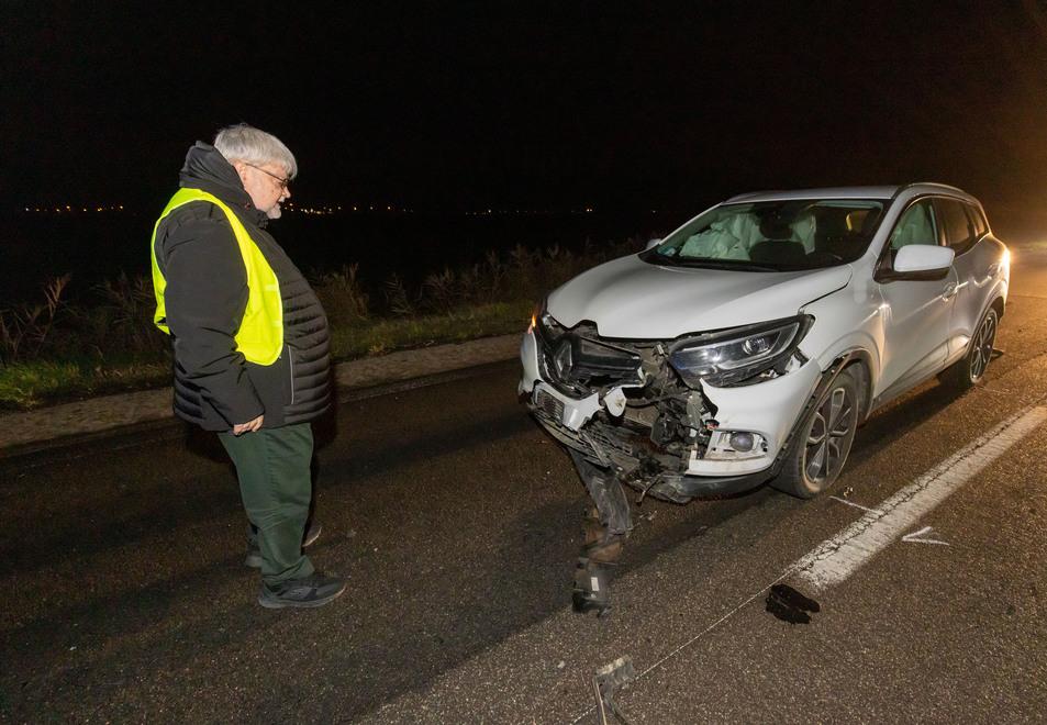 Cinghiale causa un incidente stradale