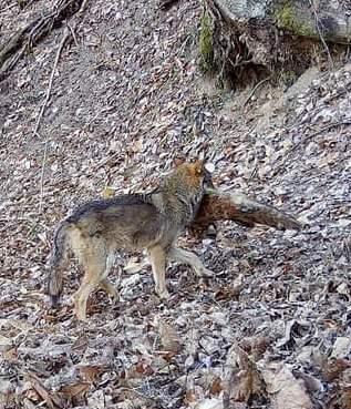 La fototrappola immortala un lupo con una volpe in bocca