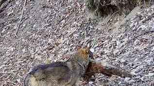 La fototrappola immortala un lupo con una volpe in bocca