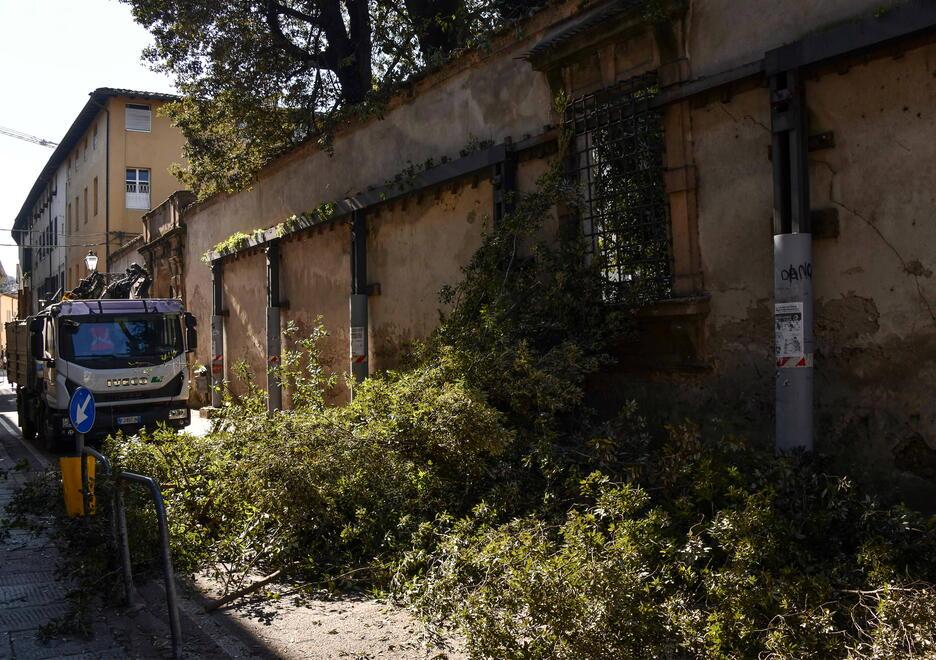 Lucca, taglio dei lecci: scoppia la polemica