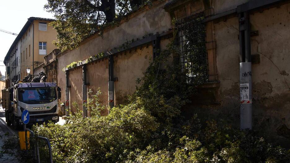 Lucca, taglio dei lecci: scoppia la polemica
