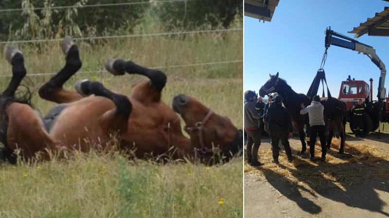 Sam, il cavallo da 800 chili è salvo e può ritrovare l’amico cieco