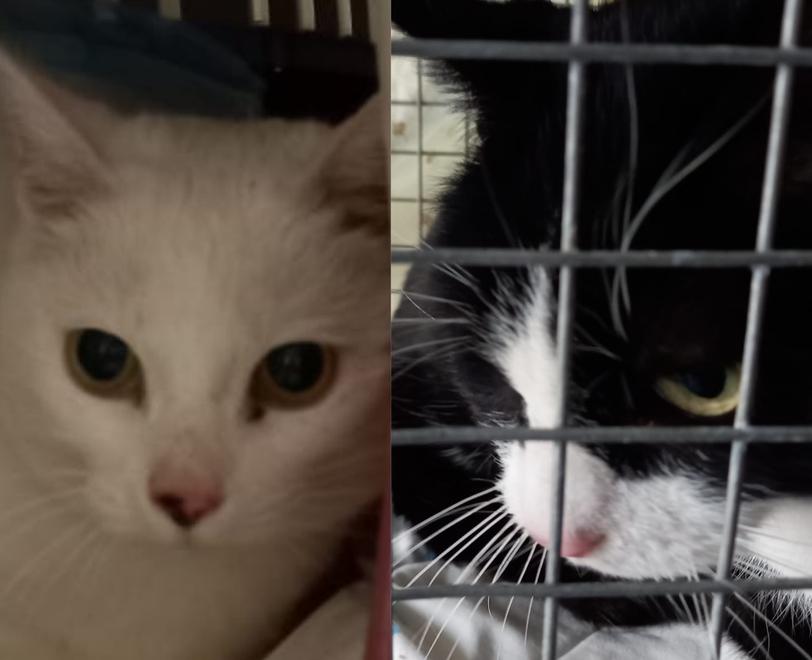 La loro padrona è morta, Bianca e Kitty ora sono sole