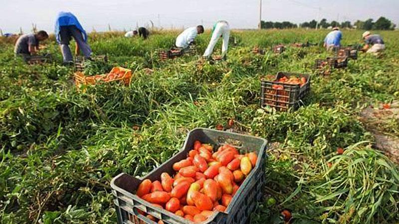Allerta caporalato e sfruttamento nella campagne di Grosseto