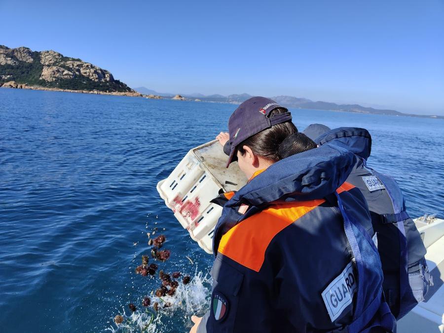 Olbia, pesca illegale di ricci: 2000 esemplari recuperati e rigettati in mare