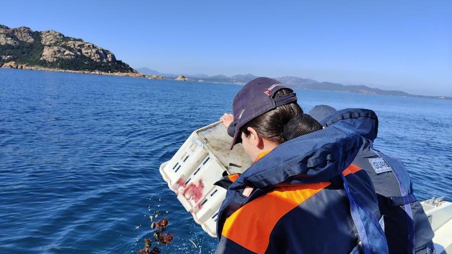 Olbia, pesca illegale di ricci: 2000 esemplari recuperati e rigettati in mare