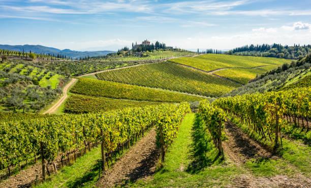 Diciassette milioni per ristrutturare i vigneti in Toscana: il bando della Regione