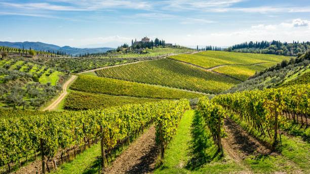 Diciassette milioni per ristrutturare i vigneti in Toscana: il bando della Regione