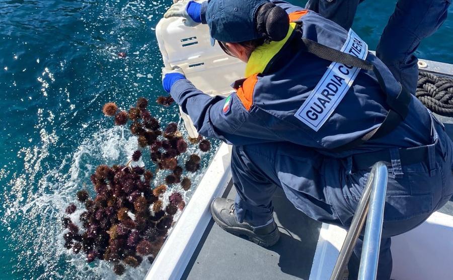 Cagliari, duemila ricci e 40 chili di pesce sequestrati in un circolo privato