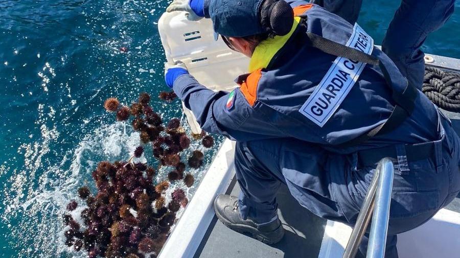Cagliari, duemila ricci e 40 chili di pesce sequestrati in un circolo privato