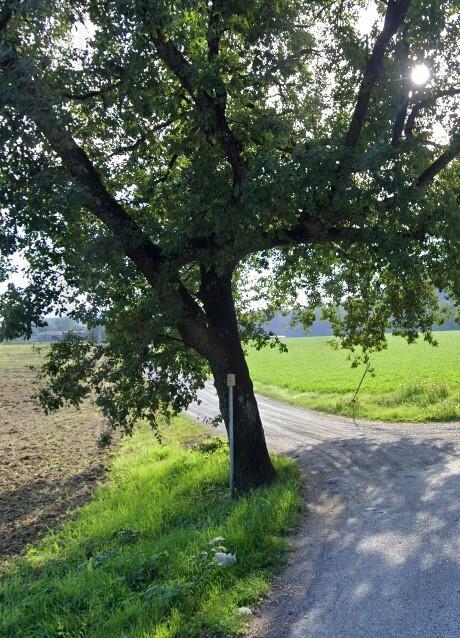 Crolla il ponte e il mezzo agricolo finisce nel fiume: Comune di Volterra condannato a risarcire