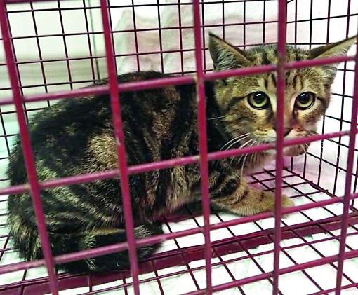 Si era rifugiato nel motore di un’automobile Il gatto Nello soccorso dai vigili del fuoco