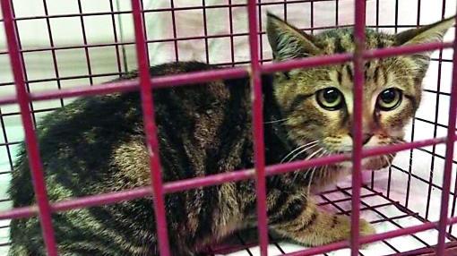 Si era rifugiato nel motore di un’automobile Il gatto Nello soccorso dai vigili del fuoco