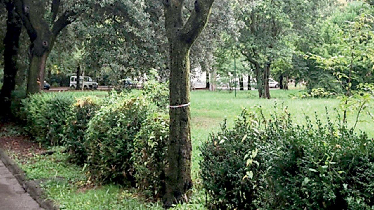 Niente contributi per nuovi alberi di Firenze: «Progetti non ammessi ai fondi»