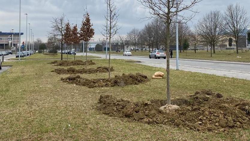 Un polmone verde per il Cuoio con l’arrivo di 454 nuovi alberi