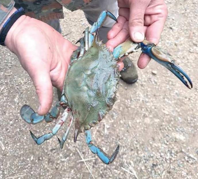 Un esemplare di granchio blu trovato nel lago di Burano