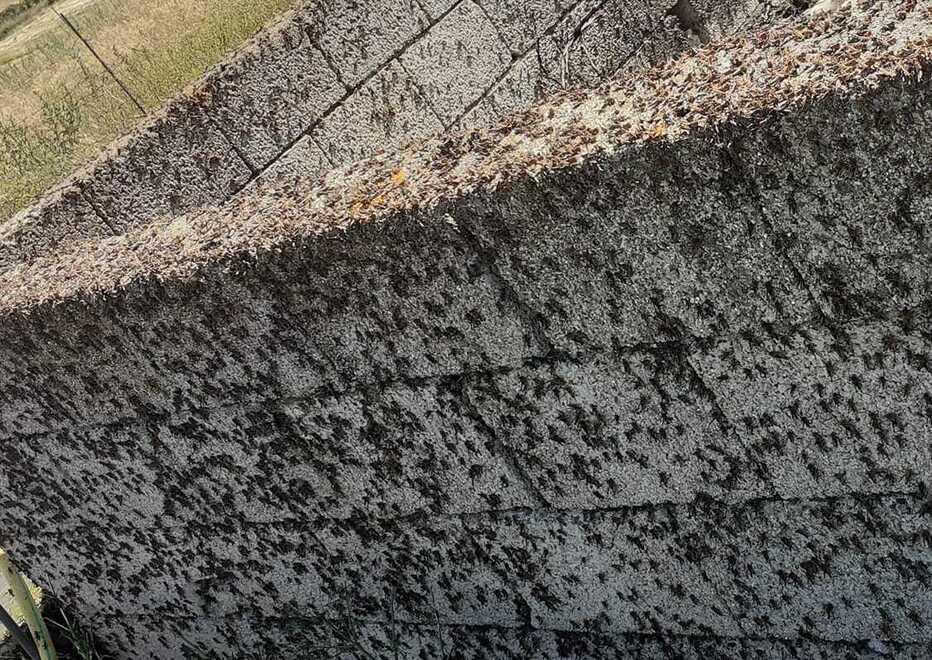 Deriu (Pd): «Emergenza cavallette, la Regione dia via libera alle Province» 