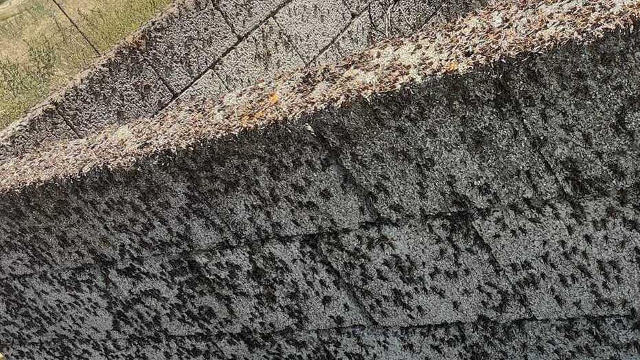 Deriu (Pd): «Emergenza cavallette, la Regione dia via libera alle Province»