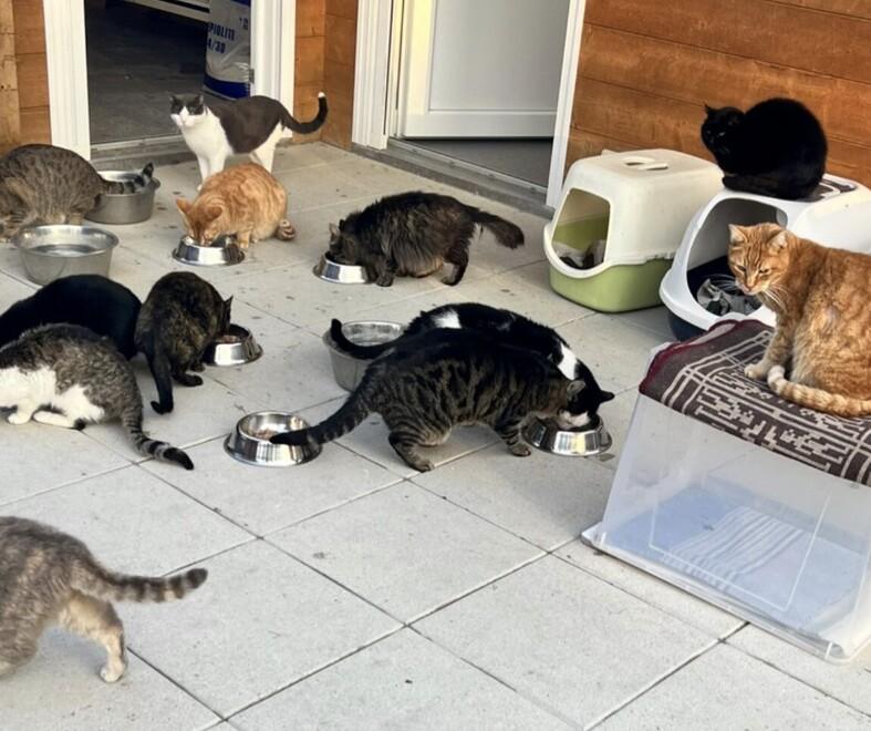 Scegliere un gatto non è uno scherzo «Accogliere un animale in famiglia è un dovere dal quale si riceve tanto»