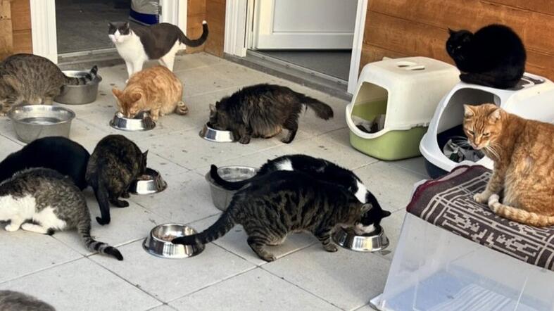 Scegliere un gatto non è uno scherzo «Accogliere un animale in famiglia è un dovere dal quale si riceve tanto»