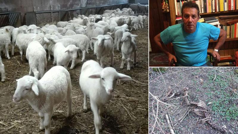 Pastore si rivolge al giudice per i danni da predazioni: chiesto mezzo milione