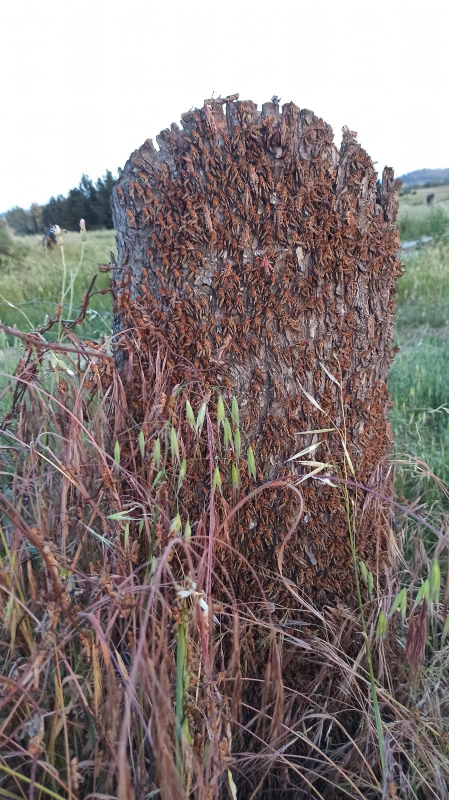 «Per combattere le cavallette siamo pronti a schierare l’esercito»