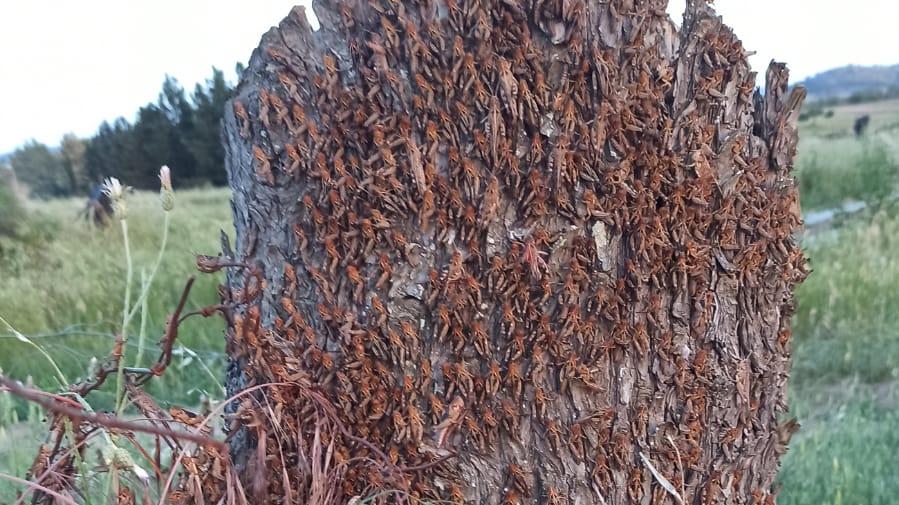 «Per combattere le cavallette siamo pronti a schierare l’esercito»
