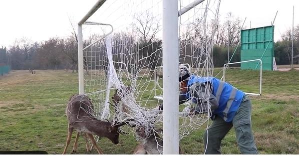 Due daini intrappolati in una porta da calcio, uno viene salvato