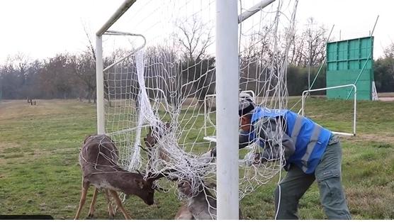 Due daini intrappolati in una porta da calcio, uno viene salvato