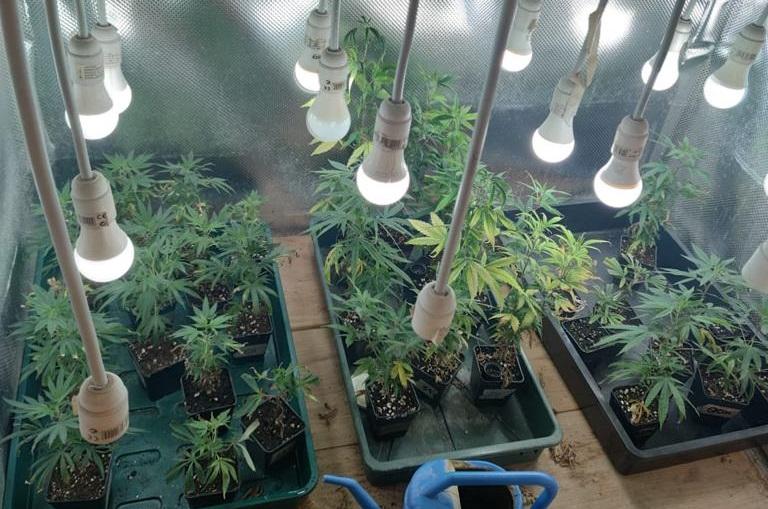 Firenze, coltivava marijuana in casa: arrestato un 47enne italiano