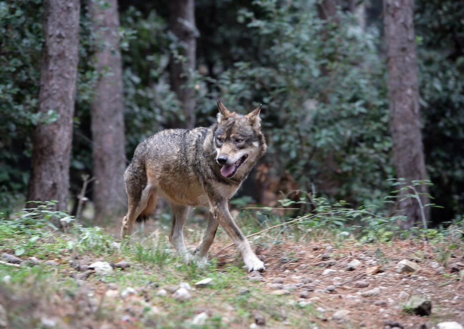 Argenta, censimento dei lupi: tre nuove cucciolate in tre anni