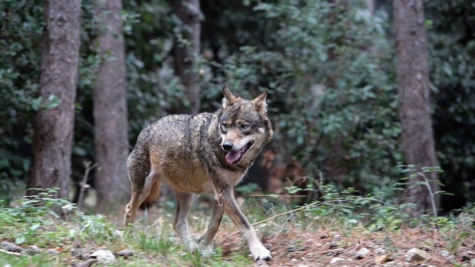 Argenta, censimento dei lupi: tre nuove cucciolate in tre anni