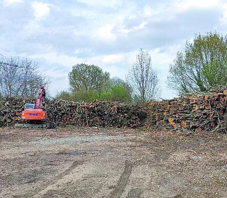 Castelfranco. Comitato di Piumazzo: «Una strage di alberi sull’argine del Panaro» 