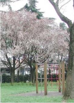 Vignola Inciampa su una radice La scuola risarcisce i genitori di un’alunna 