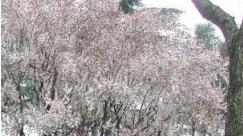 Vignola Inciampa su una radice La scuola risarcisce i genitori di un’alunna