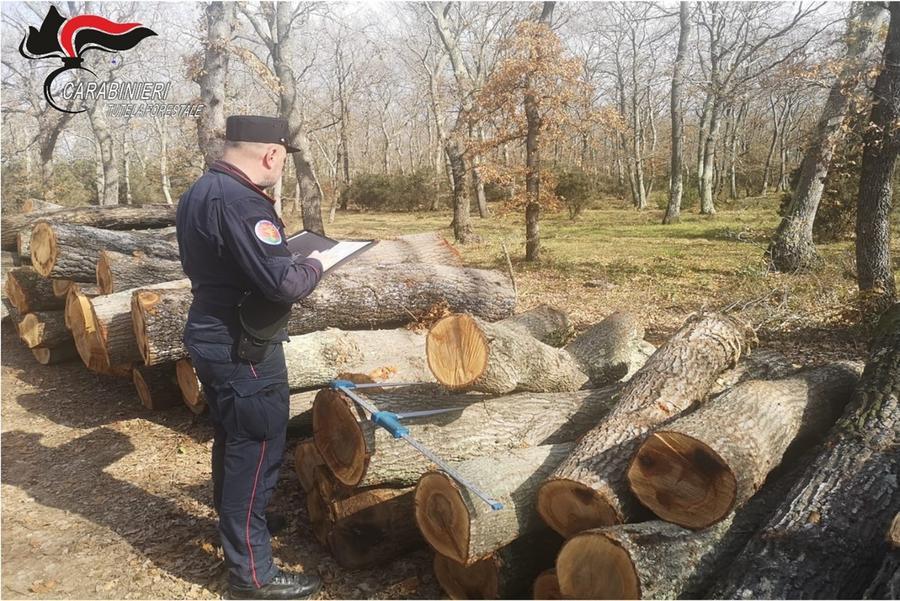 
	Un carabiniere forestale al lavoro (foto d'archivio)

