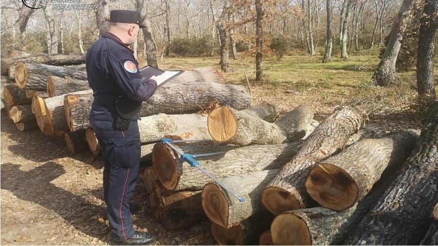 Un carabiniere forestale al lavoro (foto d'archivio)