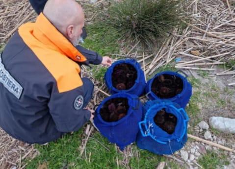 Bosa, sequestrati 400 ricci e multato il pescatore privo di autorizzazioni