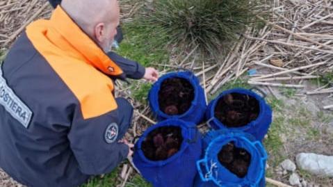 Bosa, sequestrati 400 ricci e multato il pescatore privo di autorizzazioni
