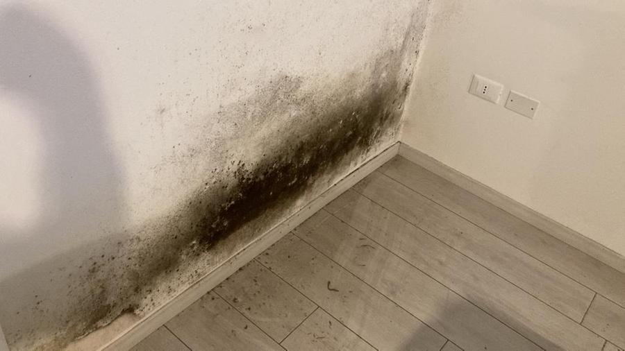 Piombino, appartamenti invasi dalla muffa: colpa di un inverno caldo umido