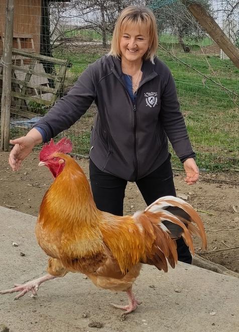 Formigine Il gallo Pedro disturba, arriva la polizia: «Deve cantare dopo»