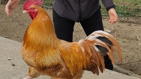 Formigine Il gallo Pedro disturba, arriva la polizia: «Deve cantare dopo»