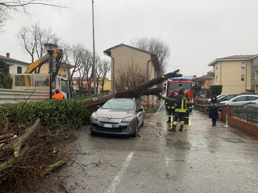 
	L'albero caduto sull'auto a Fornacette

